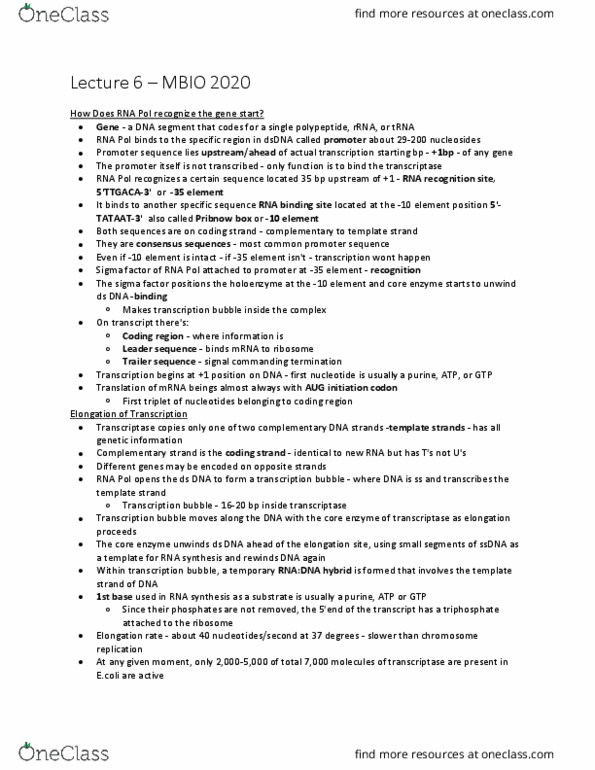 MBIO 2020 Lecture Notes - Lecture 6: Uracil, Pribnow Box, Escherichia Coli thumbnail