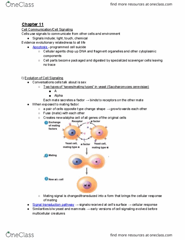 BIO 122 Chapter Notes - Chapter 11: Mating Of Yeast, Adenylyl Cyclase, Paracrine Signalling thumbnail