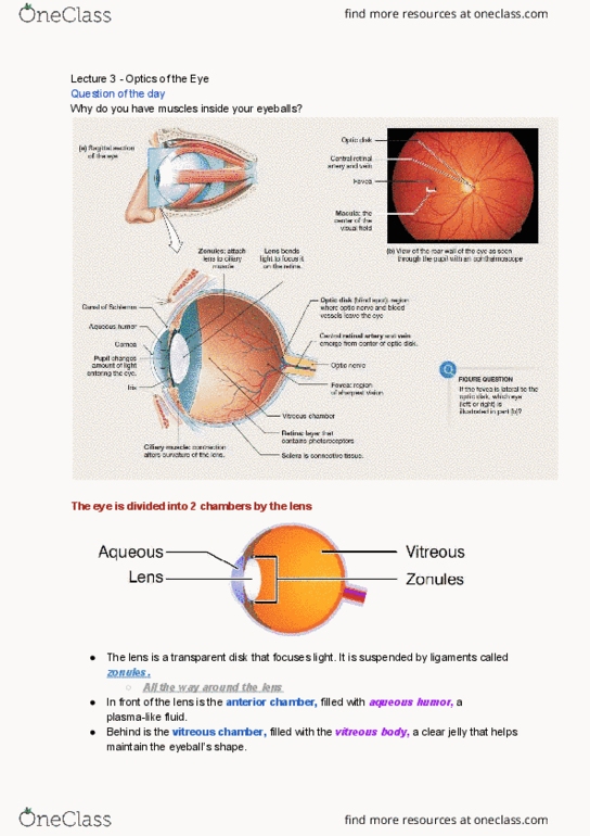 PSL300H1 Lecture Notes - Lecture 3: Optic Chiasm, Central Retinal Artery, Ciliary Muscle thumbnail