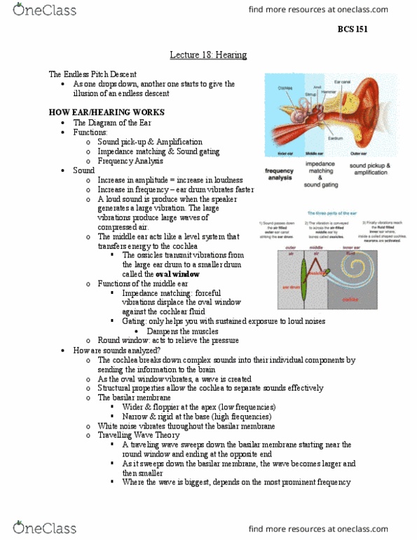 BCS 151 Lecture Notes - Lecture 17: Basilar Membrane, Oval Window, Ear Canal thumbnail