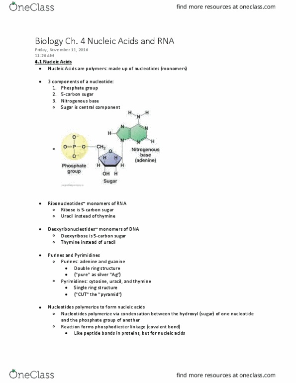 BIOL 150 Chapter Notes - Chapter Ch. 4 textbook and lecture: Covalent Bond, Uracil, Phosphodiester Bond thumbnail