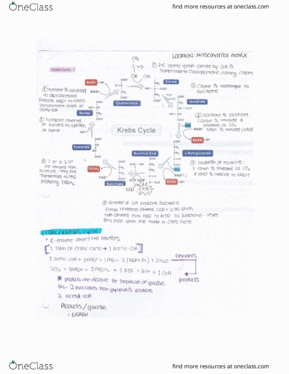 BIOL 1000 Chapter Notes - Chapter 6: Succinyl-Coa, Citric Acid Cycle, Acetyl-Coa thumbnail