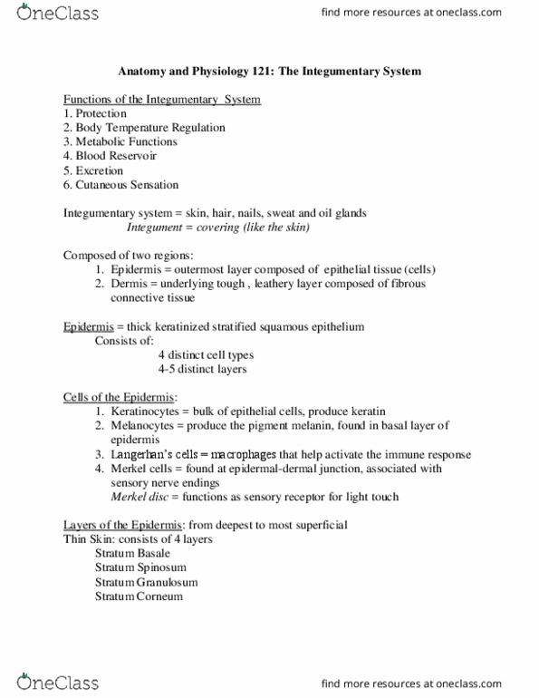CAS BI 108 Lecture Notes - Lecture 4: Stratified Squamous Epithelium, Loose Connective Tissue, Integumentary System thumbnail