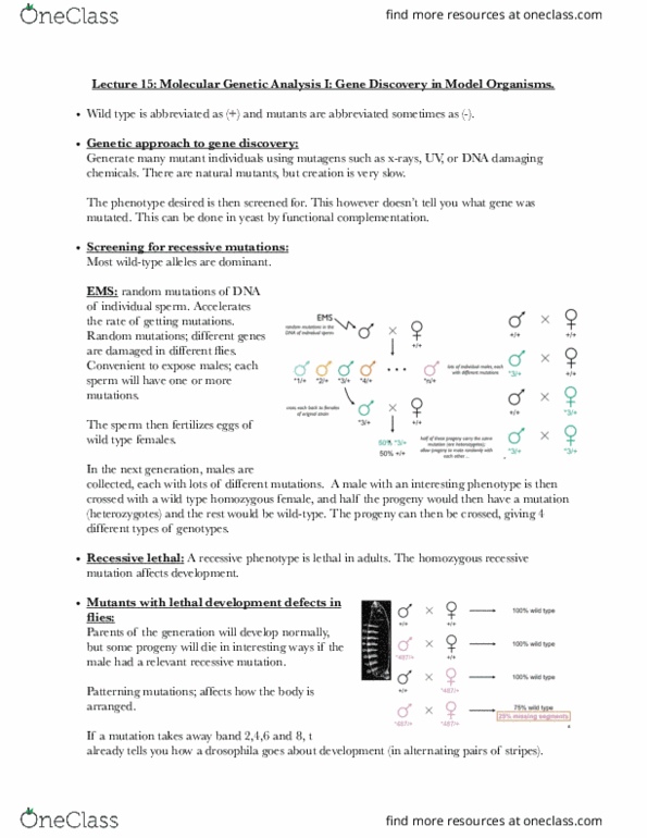 BIOL-UA 21 Lecture Notes - Lecture 15: Wild Type, Chromosome, Telomere thumbnail