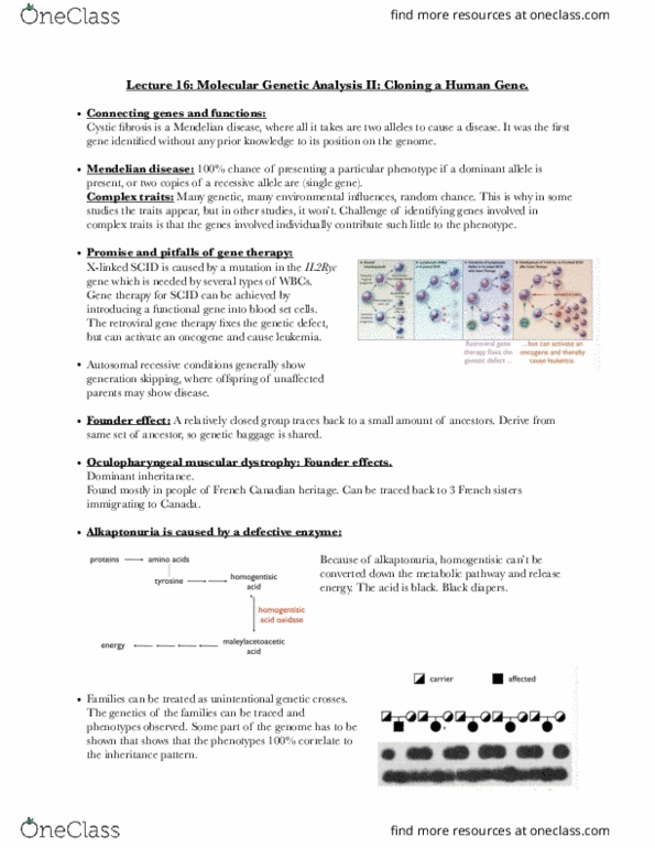 BIOL-UA 21 Lecture Notes - Lecture 16: Restriction Fragment Length Polymorphism, Single-Nucleotide Polymorphism, Oculopharyngeal Muscular Dystrophy thumbnail