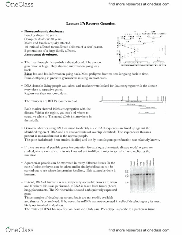 BIOL-UA 21 Lecture Notes - Lecture 17: Nonsyndromic Deafness, Northern Blot, Southern Blot thumbnail