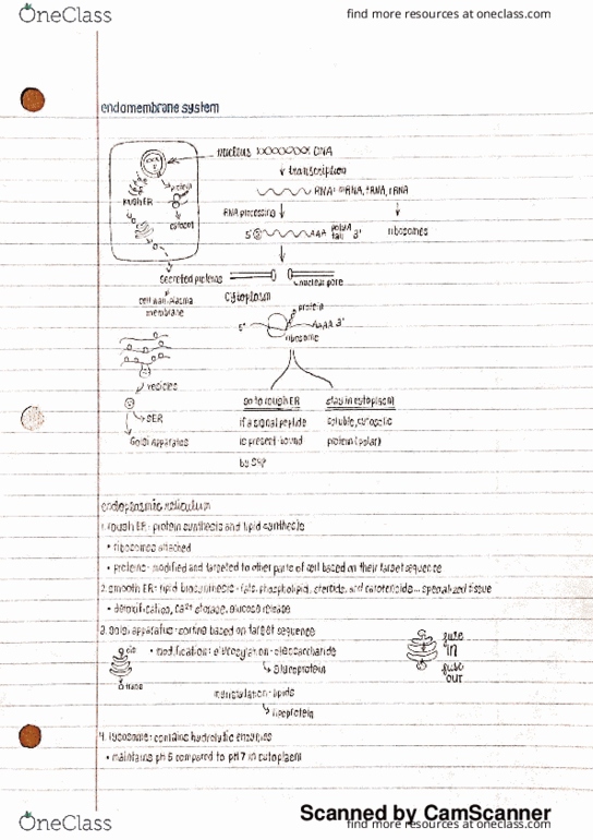 BIO 311C Lecture Notes - Lecture 12: Reactive Oxygen Species, Endomembrane System, Polyadenylation thumbnail