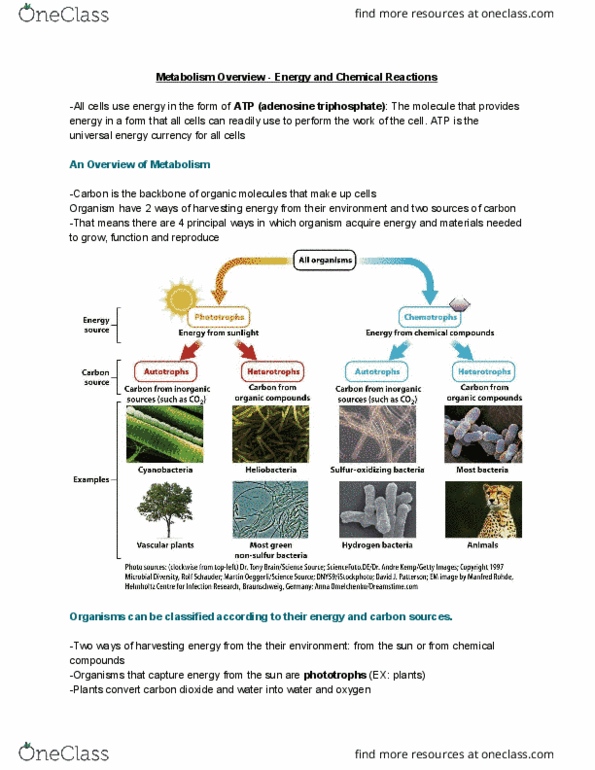 BIOL 112 Lecture Notes - Lecture 20: Heliobacteria, Adenosine Triphosphate, Chemotroph thumbnail