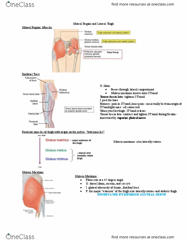 Anatomy and Cell Biology 2221 Lecture Notes - Lecture 4: Tensor Fasciae Latae Muscle, Superior Gluteal Nerve, Internal Obturator Muscle thumbnail