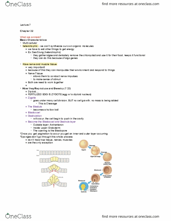 BIOL 1510 Lecture Notes - Lecture 7: Archenteron, Gastrulation, Coelom thumbnail
