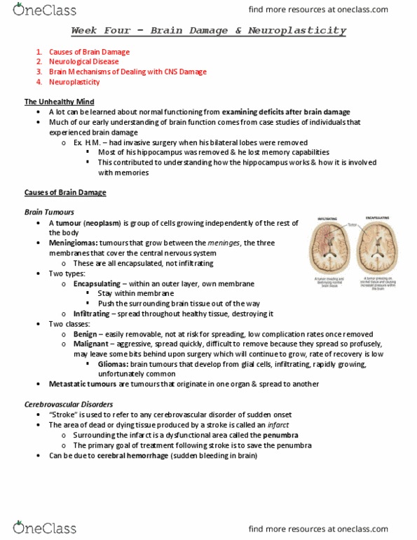 PSYC 271 Lecture Notes - Lecture 4: Brain Tumor, Brain Ischemia, Motor Neuron thumbnail