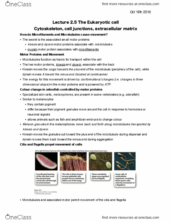 BIOA01H3 Lecture Notes - Lecture 5: Intermediate Filament, Epithelium, Dynein thumbnail