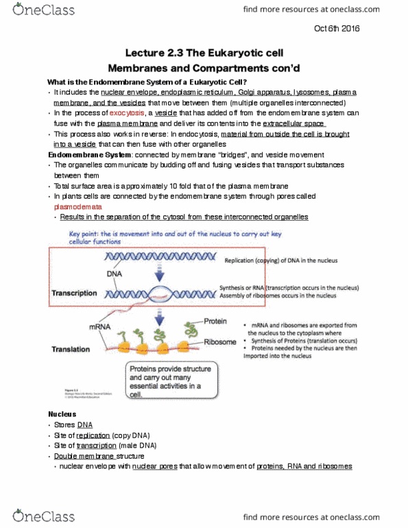 BIOA01H3 Lecture Notes - Lecture 3: Golgi Apparatus, Nuclear Membrane, Nuclear Pore thumbnail