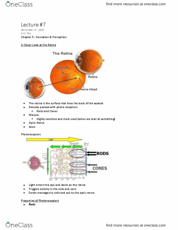 Psychology 1000 Lecture Notes - Lecture 7: Visual Acuity, Ewald Hering, Rod Cell thumbnail