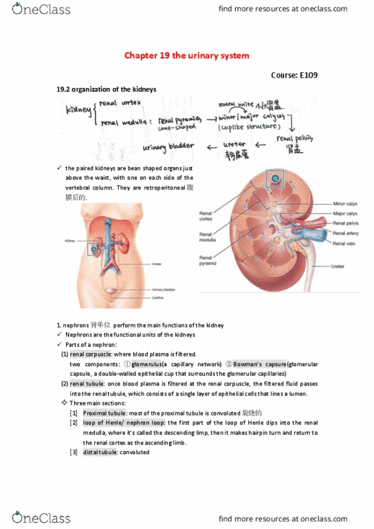 BIO SCI E109 Chapter Notes - Chapter 19: Renal Corpuscle, Peritubular Capillaries, Renal Medulla thumbnail