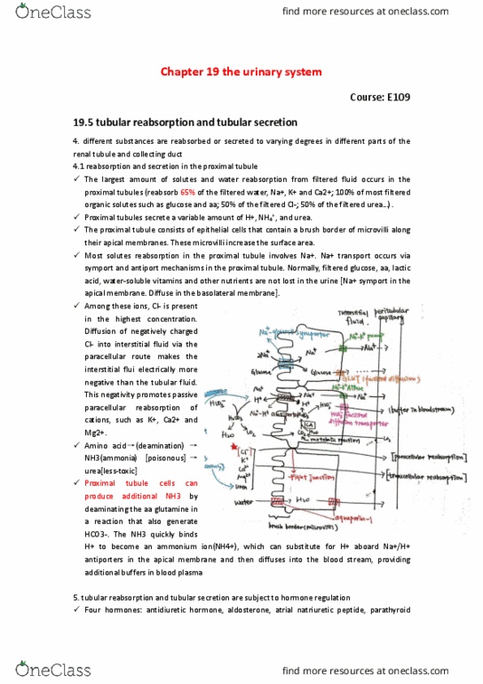 BIO SCI E109 Chapter Notes - Chapter 19: Proximal Tubule, Nephron, Brush Border thumbnail