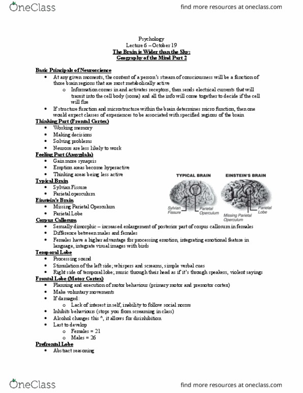 PSYC 1020H Lecture Notes - Lecture 6: Premotor Cortex, Lateral Sulcus, Temporal Lobe thumbnail