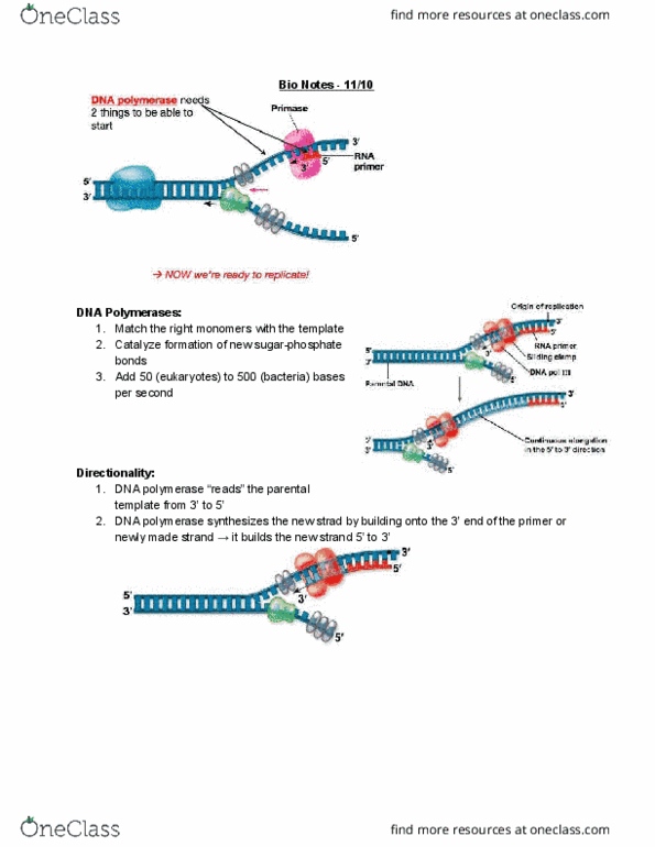 EBIO 1210 Lecture Notes - Lecture 16: Dna Polymerase Iii Holoenzyme, Start Ii, Dna Ligase thumbnail