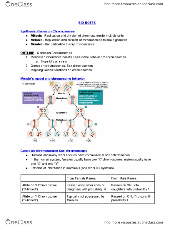 EBIO 1210 Lecture Notes - Lecture 15: Thomas Hunt Morgan, Sex-Determination System, Mendelian Inheritance thumbnail