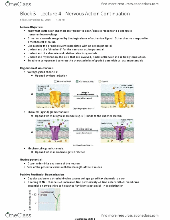 PSIO 303A Lecture Notes - Lecture 34: Resting Potential, Reversal Potential, Saltatory Conduction thumbnail