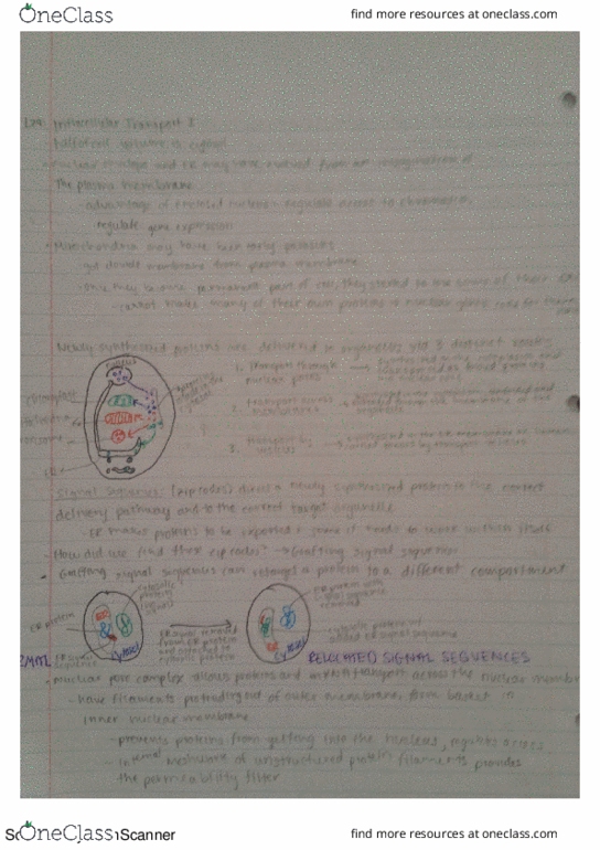 MCELLBI 104 Lecture Notes - Lecture 29: Gtpase, Bulgarian Lev thumbnail