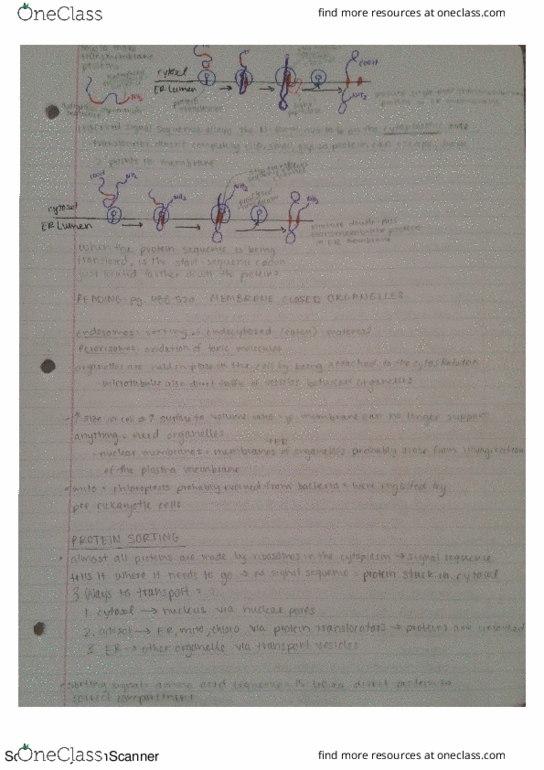 MCELLBI 104 Chapter Notes - Chapter pg 488-520: Nuclear Pore, Cell Membrane, Cytosol thumbnail