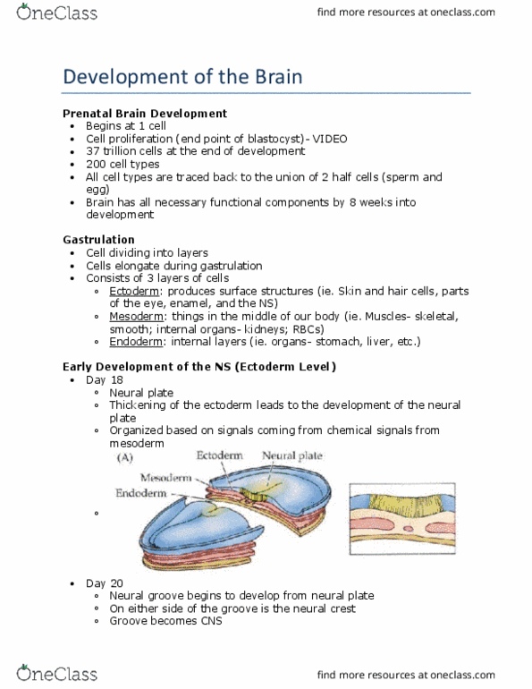 PSY290H5 Lecture 7: Chapter 13: Neurodevelopment thumbnail