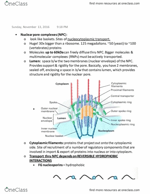 BIOL 200 Lecture 24: Nuclear pore complexes (NPC) thumbnail