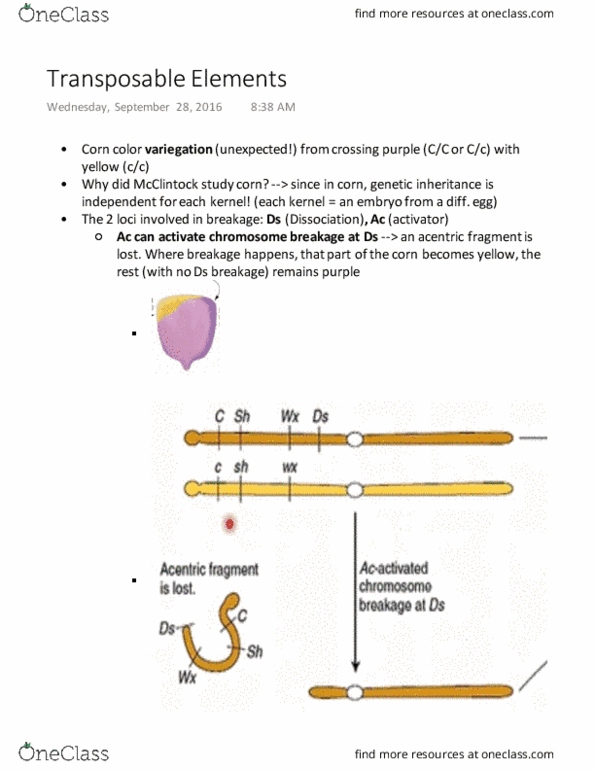 BIOL 200 Lecture Notes - Lecture 10: Retrovirus, Retrotransposon, Coding Region thumbnail