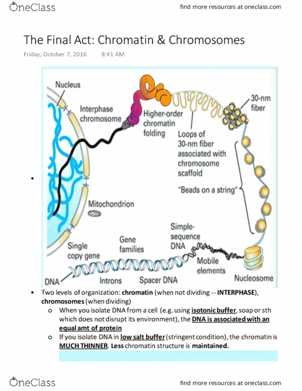 BIOL 200 Lecture Notes - Lecture 13: Histone H3, Histone Code, Histone H2B thumbnail