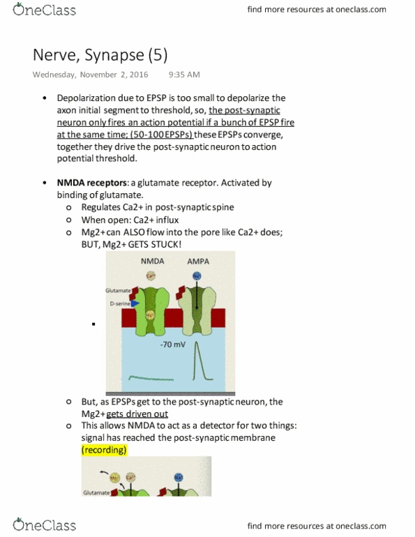 PHGY 209 Lecture Notes - Lecture 16: Synaptic Plasticity, Excitotoxicity, Irreversible Process thumbnail