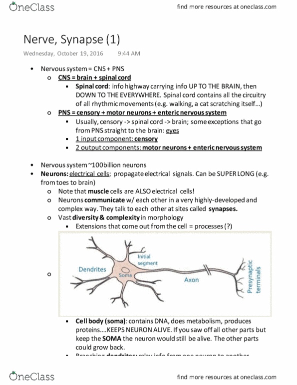 PHGY 209 Lecture Notes - Lecture 12: Enteric Nervous System, Spinal Cord, Resting Potential thumbnail