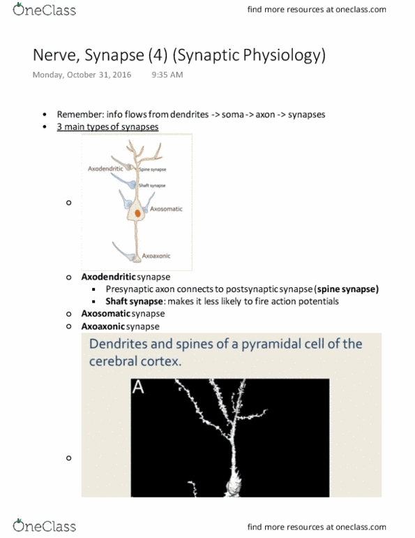 PHGY 209 Lecture Notes - Lecture 15: Proceedings Of The National Academy Of Sciences Of The United States Of America, Chemical Synapse, Vesicle Fusion thumbnail