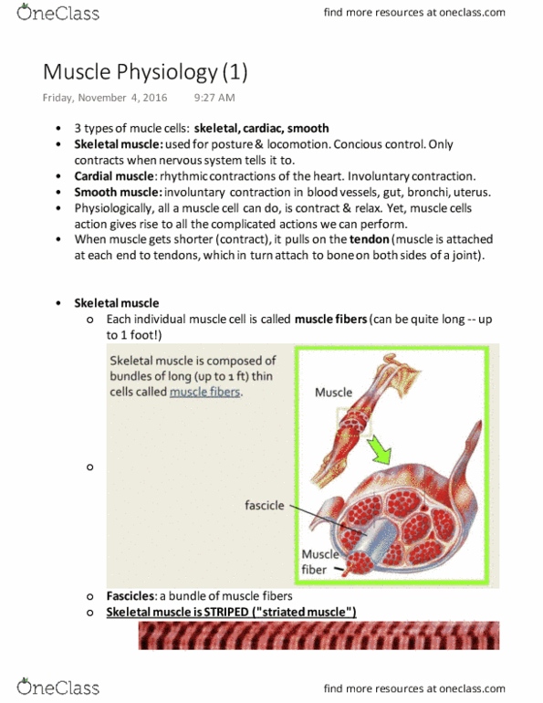 PHGY 209 Lecture Notes - Lecture 17: Skeletal Muscle, Myocyte, Myofibril thumbnail