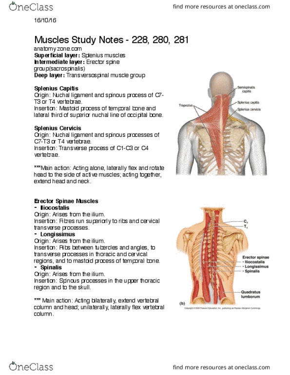 APA 1313 Lecture Notes - Lecture 5: Splenius Capitis Muscle, Splenius Cervicis Muscle, Splenius Muscles thumbnail