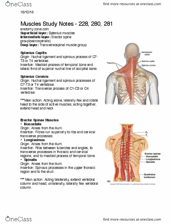 erector spinae muscles origin and insertion