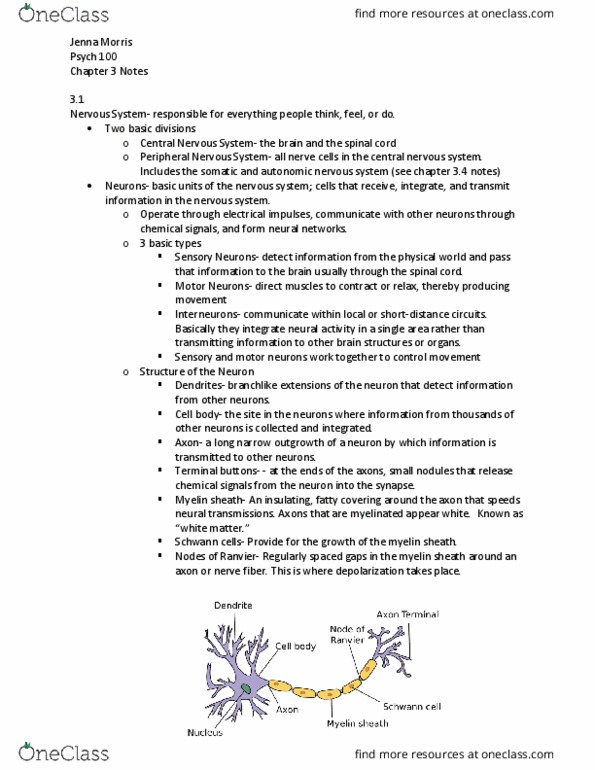 PSYC100 Chapter Notes - Chapter 3: Positron Emission Tomography, Myelin, Resting Potential thumbnail