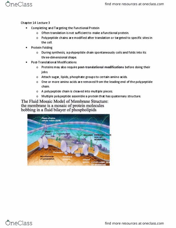 LIFE 120 Lecture Notes - Lecture 34: Fluid Mosaic Model, Polysome, Protein Kinase thumbnail