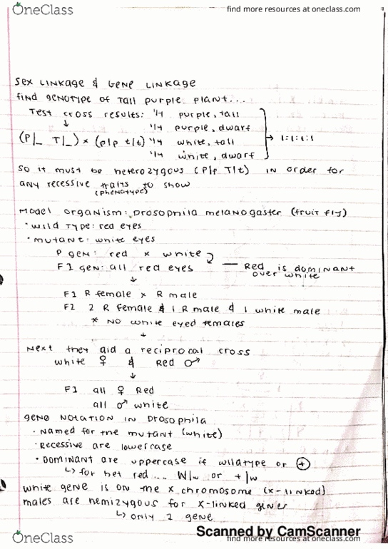 BIO-0013 Lecture Notes - Lecture 14: Fiji, Chromosome, Order Of Newfoundland And Labrador thumbnail