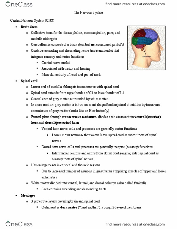 CDIS 4213 Lecture Notes - Lecture 17: Dorsal Root Ganglion, Dura Mater, Central Nervous System thumbnail