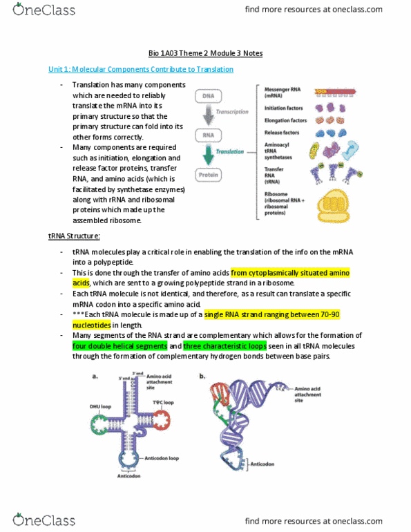 BIOLOGY 1A03 Lecture Notes - Lecture 7: Aminoacyl Trna Synthetase, Aminoacyl-Trna, Stop Codon thumbnail
