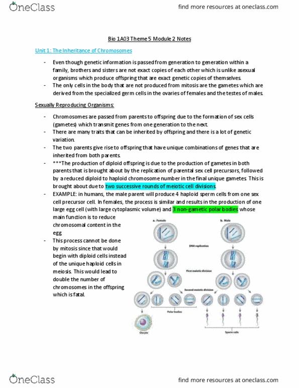 BIOLOGY 1A03 Lecture Notes - Lecture 18: Sister Chromatids, Homologous Chromosome, Nuclear Membrane thumbnail