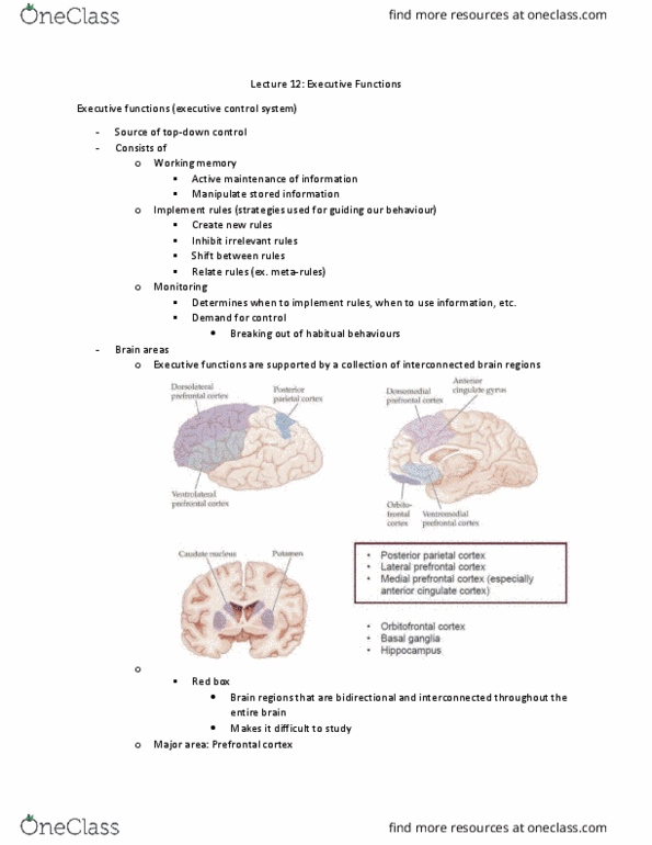 PSYC 4600 Lecture Notes - Lecture 12: Dorsolateral Prefrontal Cortex, Posterior Parietal Cortex, Orbitofrontal Cortex thumbnail