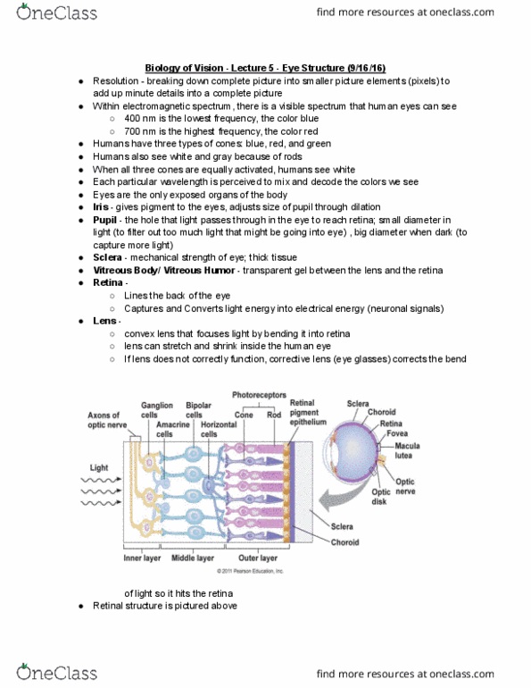 INTER-LS 101 Lecture Notes - Lecture 5: Pearson Education, Electromagnetic Spectrum, Choroid thumbnail