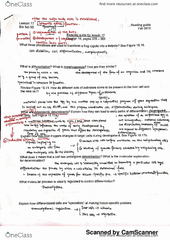 BIO SCI 93 Lecture Notes - Lecture 17: Blastomere, Myod, Morphogen thumbnail