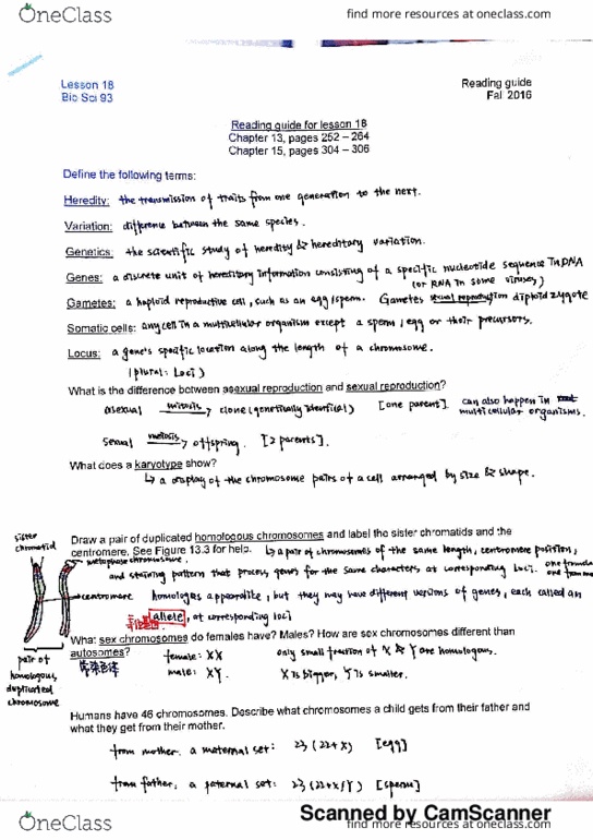 BIO SCI 93 Lecture Notes - Lecture 18: Sister Chromatids, Automobilclub Von Deutschland, Karyotype thumbnail