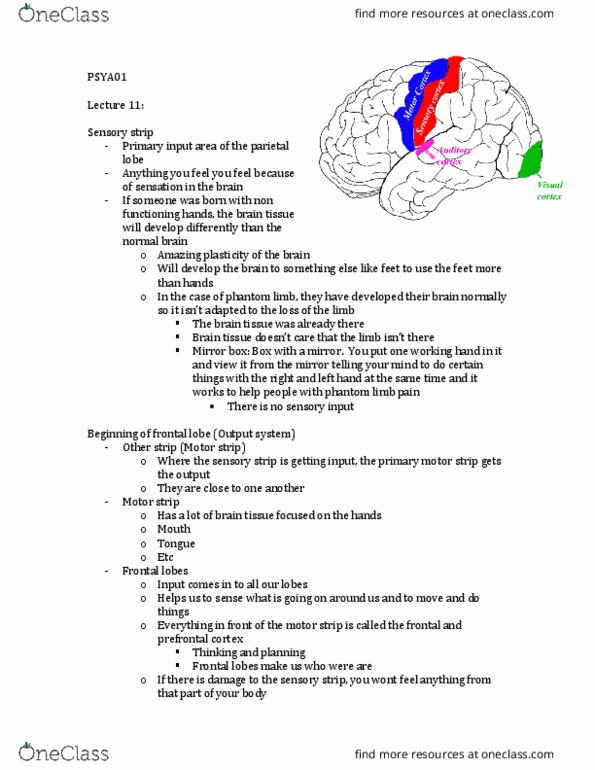PSYA01H3 Lecture Notes - Lecture 11: Phantom Limb, Frontal Lobe, Prefrontal Cortex thumbnail