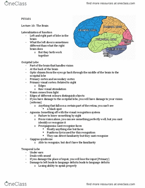 PSYA01H3 Lecture Notes - Lecture 10: Occipital Lobe, Visual Cortex, Optic Chiasm thumbnail