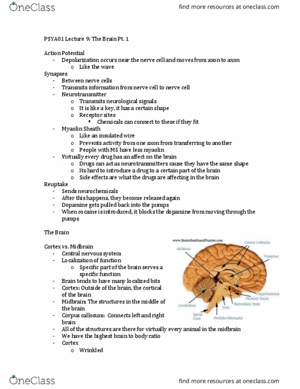 PSYA01H3 Lecture Notes - Lecture 9: Medulla Oblongata, Pituitary Gland, Central Nervous System thumbnail