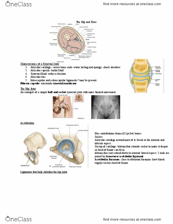 Anatomy and Cell Biology 2221 Lecture Notes - Lecture 6: Posterior Cruciate Ligament, Lateral Condyle Of Tibia, Medial Condyle Of Tibia thumbnail